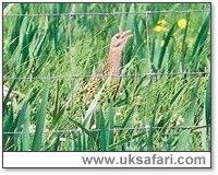 Corncrake - Photo � Copyright 2002 Nicole Burgum