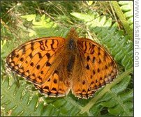 Dark Green Fritillary - Photo � Copyright 2007 David Liddle