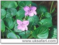 Dog Violets - Photo � Copyright 1999 Gary Bradley