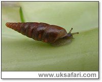 Plaited Dor Snail - Photo � Copyright 2005 Gary Bradley