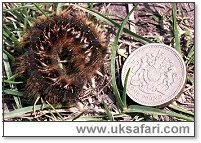 Drinker Larva - Photo � Copyright 2000 Gary Bradley