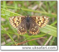 Duke of Burgundy Fritillary - Photo � Copyright 2004 Steve Botham: s.botham@ntlworld.com