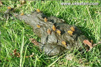 Mating Dung-flies - Photo � Copyright 2005 Gary Bradley