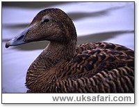 Female Eider Duck - Photo � Copyright 2003 Elliott Neep
