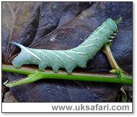 Eyed Hawk-Moth Caterpillar - Photo � Copyright 2005 Dean Stables