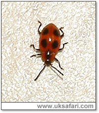 False Ladybird - Photo � Copyright 2005 Gary Bradley