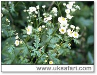 Feverfew - Photo � Copyright 2003 Gary Bradley