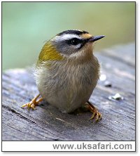 Firecrest - Photo � Copyright 2006 Dick Roberts