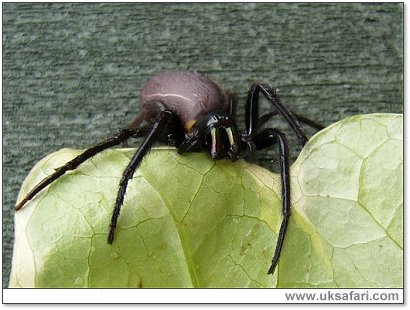 Tube Web Spider - Photo � Copyright 2007 Kevin Handley