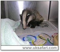 Badger Cub - Photo � Copyright 2005 Gary Bradley