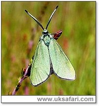 Forester Moth - Photo � Copyright 2003 Steve Botham