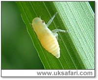 Froghopper Nymph - Photo � Copyright 2003 Gary Bradley