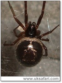 False Widow - Photo � Copyright 2005 Neil Bunting