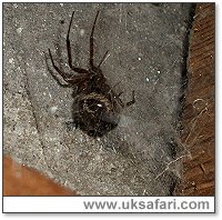 False Widow - Photo � Copyright 2005 Neil Bunting