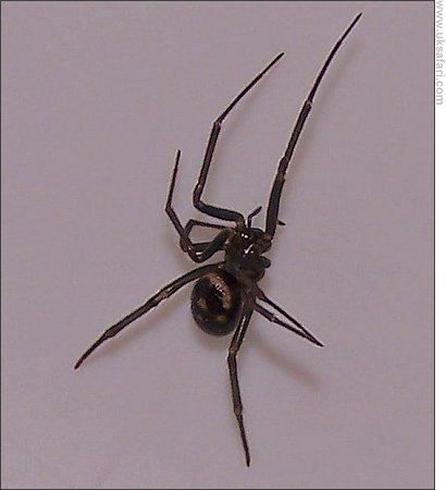 False Widow - Photo � Copyright 2007 Steven Iodice