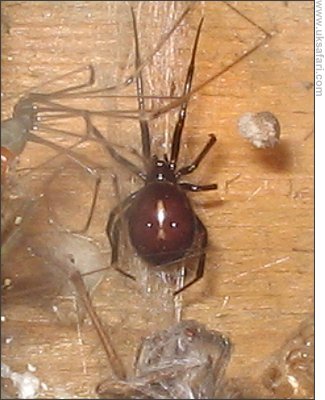 False Widow Spider - Photo � Copyright 2008 David Hayes