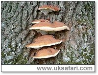 Ganoderma - Photo � Copyright 2003 Gary Bradley