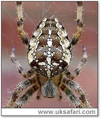 Garden Spider Close Up - Photo � Copyright 2004 Dean Stables