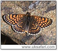 Glanville Fritillary - Photo � Copyright 2005 Janine Martin