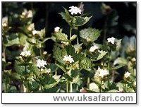 Garlic Mustard - Photo � Copyright 2001 Gary Bradley