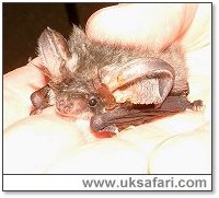 Grey Long-Eared Bat - Photo � Copyright 2006 Gary Bradley
