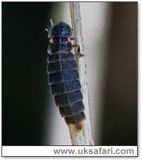 Female Glow-Worm - Photo � Copyright 2005 Gary Bradley