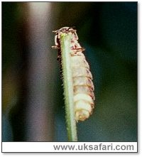 Glow-Worm - Photo � Copyright 2002 Gary Bradley