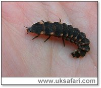Glow-Worm Larva - Photo � Copyright 2005 Gary Bradley