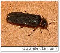 Male Glow-Worm - Photo � Copyright 2005 Gary Bradley