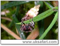 Glow-Worm, Forest of Dean - Photo � Copyright 2004 Stuart Morris