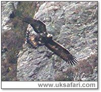 Golden Eagle (West Coast of Scotland) - Photo � Copyright 2006 Steve Botham: s.botham@ntlworld.com