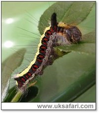 Grey Dagger Caterpillar - Photo � Copyright 2005 Alfred Bridge 