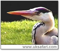 Grey Heron - Photo � Copyright 2003 Colin Ebdon