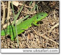Green Lizard - Photo � Copyright 2007 John Joyner