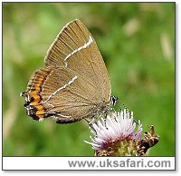 White Letter Hairstreak - Photo � Copyright 2004 Dean Stables
