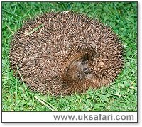 Hedgehog rolled up into a ball