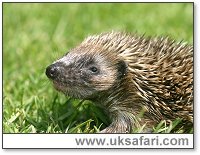 Hoglet - Photo � Copyright 2005 Dave Risley - Folly Wildlife Rescue