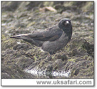 Hybrid Hooded Crow - Photo � Copyright 2005 Steve Botham
