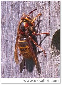 Hornet Collecting Wood - Photo � Copyright 2001 Gary Bradley
