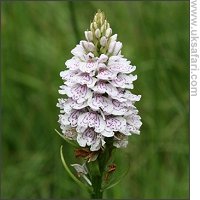 Heath Spotted Orchid - Photo � Copyright 2007 Lucinda Manouch