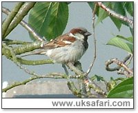 Male House Sparrow - Photo � Copyright 2004 Gary Bradley