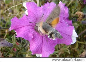 Photo � Copyright 2005 - Erbil