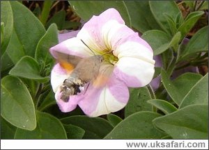 Photo � Copyright 2005 - Erbil