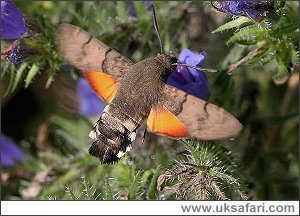 Photo � Copyright 2006 - Dean Eades