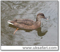 Hybrid Pochard - Photo � Copyright 2005 Steve Botham