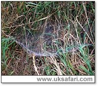Labyrinth web - Photo � Copyright 2005 Gary Bradley