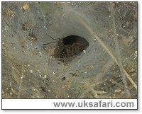 Labyrinth funnel - Photo � Copyright 2005 Gary Bradley