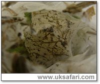 Labyrinth egg sac - Photo � Copyright 2005 Gary Bradley
