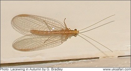 Hibernating Lacewing - Photo � Copyright 2004 Gary Bradley