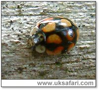 10-Spot Ladybird - Photo � Copyright 2004 Gary Bradley